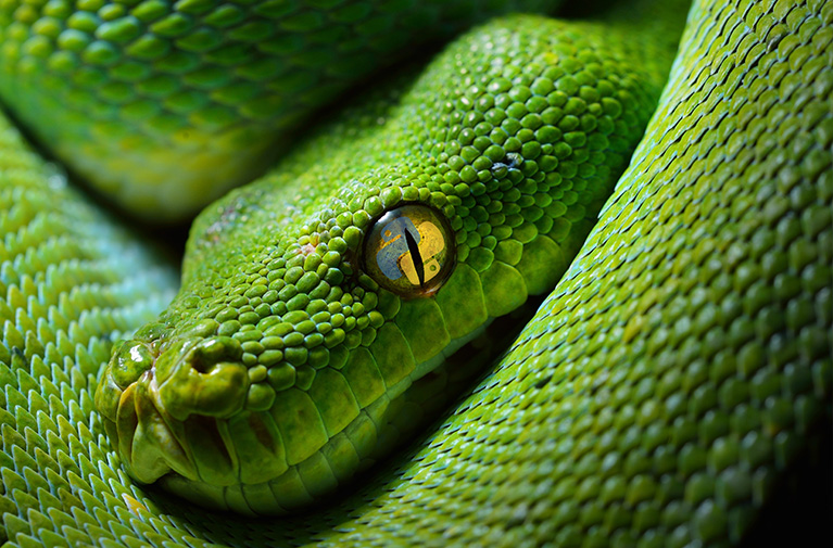 Python 3.11 - Tour d’horizon des nouveautés en pratique