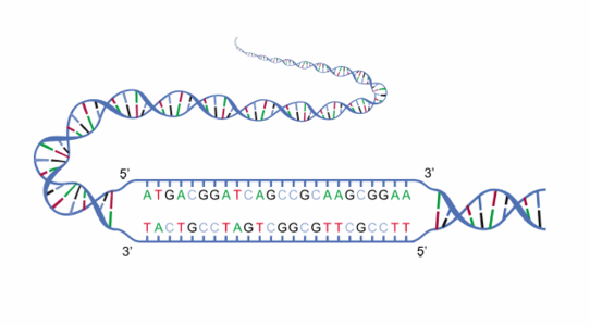 biopython_figure01_DNA_strands