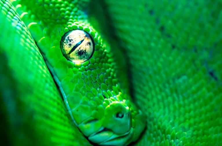 Découvrez les 10 principales nouveautés de Python 3.8 !